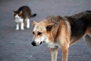 How Can Joel E. Brown, P.C. Help Me After a Dog Bite In Peoria, IL?